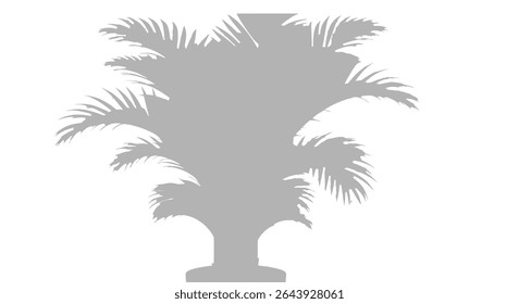 a sleek black pot, standing tall with arching fronds against a bright white background