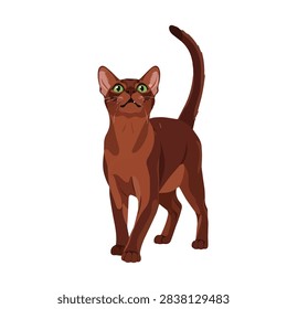 Sleek Brown Abyssinian Cat Vector Illustration Isolated on White