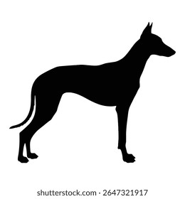 Uma silhueta elegante de um cão de galgos gracioso de pé em perfil, mostrando sua forma elegante e postura