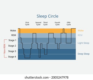 sleep circle with sleep stage to analysis of brain activity during sleep