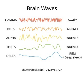 círculo de sueño con etapa de sueño para mostrar diferentes ondas cerebrales de cada etapa