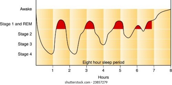 Sleep Cycle Graph