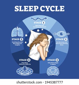 Sleep cycle with labeled night stages and phases description outline diagram. Educational scheme with biological brain and body processes vector illustration. Delta waves, deep relax and eye movement.