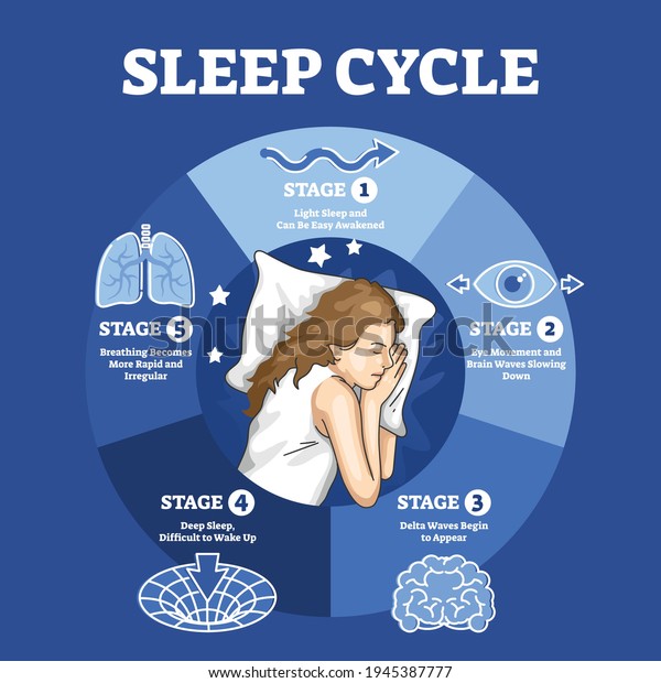 Sleep Cycle Labeled Night Stages Phases 库存矢量图（免版税）1945387777 | Shutterstock