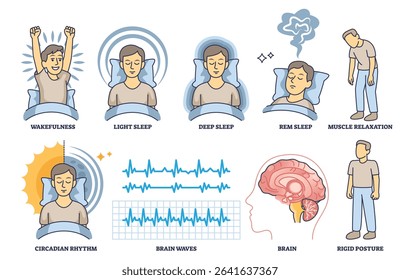Sleep stages are shown with people in different sleep postures, brain waves, and circadian rhythm in an outline style collection. Outline style collection