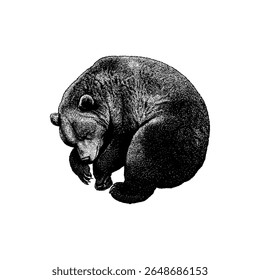 Sleeping bear hand drawing vector isolated on white background.