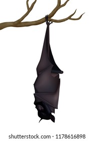 Sleeping black fruit bat (Pteropus Alecto) hanging on one leg on tree branch. Realistic vector illustration. White background.