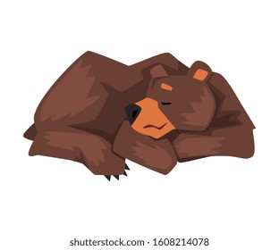 Sleeping Brown Grizzly Bear, Wild Animal Character Lying Cartoon Vector illustration