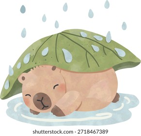 Sleeping Capybara Resting under Leaf in the Rain