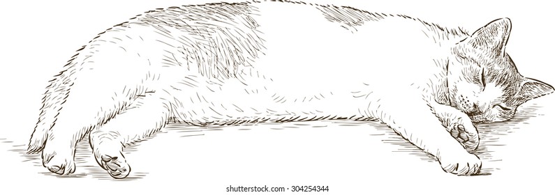 Sleeping Cat Sketch Hd Stock Images Shutterstock