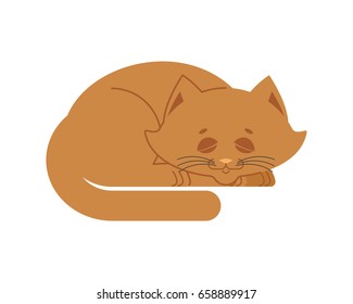 Sleeping cat brown isolated. kitten be asleep. sleep pet
