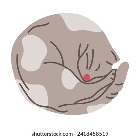 Gato durmiente. Cute gatito relajante, dormido mascota esponjosa, gato dormido curvado en la ilustración plana vectorial. Mascota doméstica linda dibujada por la mano