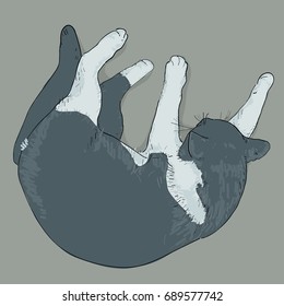 Sleeping cat. Hand drawn. Realistic sketch. Vector image.