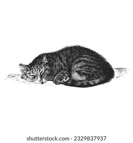 Sleeping cat, hand drawn sketch in vector, vintage illustration of animal in engraving style