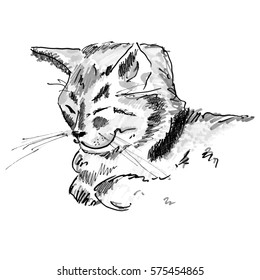 Sleeping cat. Hand drawn sketch. 