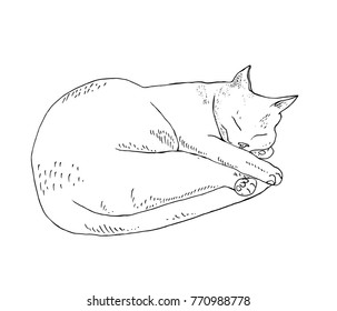 Sleeping cat, monochrome sketch
