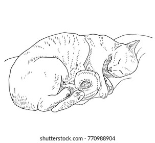 Sleeping cat, monochrome sketch
