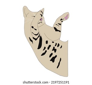 sleeping cat on back top view illustration vector graphic