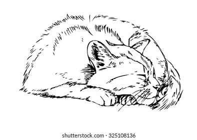 sleeping cat. Sketch