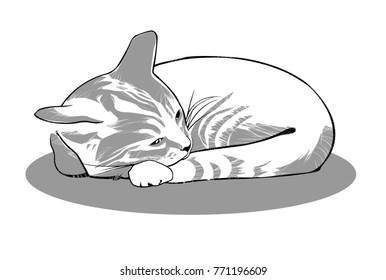 sleeping cat style minimal.