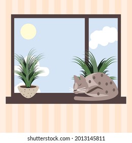 sleeping cat in the window and houseplant