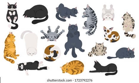 Sleeping cats poses. Flat different color simple style design. Vector illustration