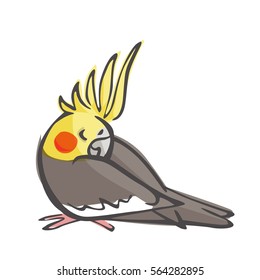 Sleeping Cockatiel Vector Illustration