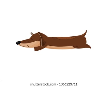 Sleeping cute dachshund on white background. Doggy lifestyle.