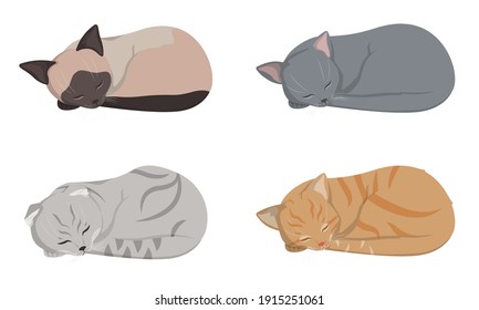 Sleeping different cats. Siamese, lop-eared, red-headed and russian blue cat.
