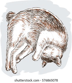 sleeping domestic cat