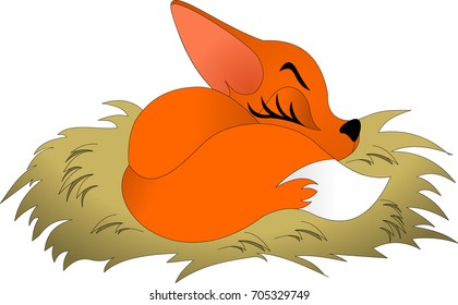 Sleeping fox