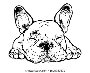 Sleeping French Bulldog Sketch. Drawn Dog