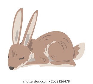 Sleeping Hare or Jackrabbit as Swift Animal with Long Ears and Grayish Brown Coat Vector Illustration