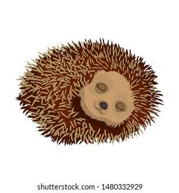 Sleeping hedgehog. Gorgeous little hedgehog. Cartoon vector illustration. Cute cartoon character.EPS10.Vector Illustration 