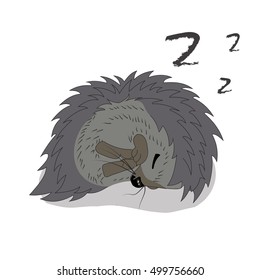 Sleeping hedgehog sketch drawing isolated on white background. Image graphic style of hedgehog.