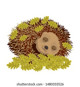 Sleeping hedgehog. Sleeping hedgehog under the leaves.Vector illustration.