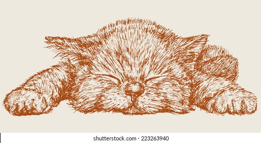 Sleeping kitten