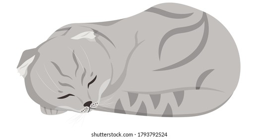 Sleeping Lop-eared cat. Beautiful pet in cartoon style.