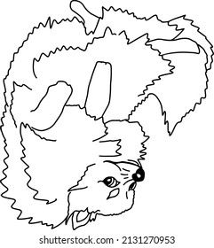 Sleeping pomeranian spitz. Pom dog lies on his back with his paws up. Black and white sketch. Vector illustration.