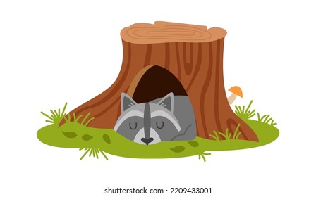 Sleeping raccoon in the burrow. Vector illustration