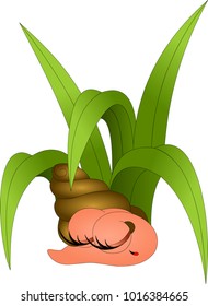 sleeping snail under grass
