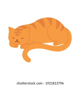 sleeping striped cat animal pet cartoon vector illustration