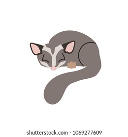 Sleeping sugar glider. Vector illustration with cute sugar glider. Flat style. Isolated on white background.