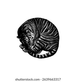 Sleeping tiger hand drawing vector isolated on white background.