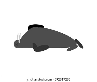 Sleeping walrus. seal Arctic animal sleeps. Sleepy wild beast
