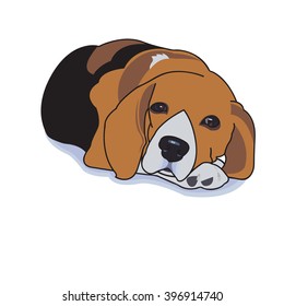 Sleepy beagle with shadow on white background,vector illustration