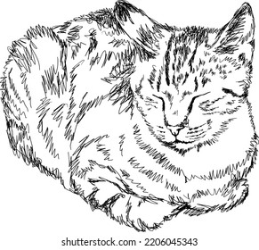 Sleepy cat sketch drawing. Isolated vector illustration of a droopy house cat.
