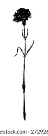 Vetor de silhueta de flor de cravo esbelto