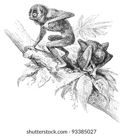 Slender lorises (Stenops gracilis) / vintage illustration from Meyers Konversations-Lexikon 1897