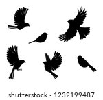 slhouette of sparrow or titmouse in different poses, black and white vector